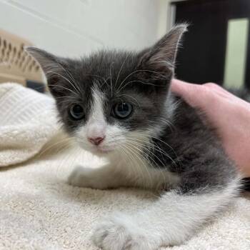 Cooper -  Domestic Short Hair Cat for Adoption in Lyndhurst, Virginia - Cooper | PetCurious