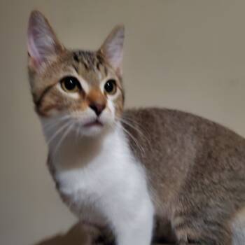 Rescue Domestic Short Hair Cats for Adoption in Lenexa, Kansas - Cody | PetCurious