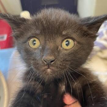 TipToe -  Domestic Short Hair Cat for Adoption in Charlottesville, Virginia - TipToe | PetCurious