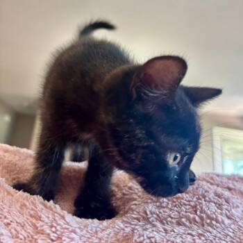 Popcorn -  Domestic Short Hair Cat for Adoption in Columbia, Missouri - Popcorn | PetCurious