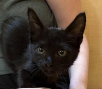 Lucky Charm -  Domestic Short Hair Cat for Adoption in Austin, Texas - Lucky Charm | PetCurious