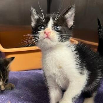 Tom -  Domestic Short Hair Cat for Adoption in Lake Panasoffkee, Florida - Tom | PetCurious