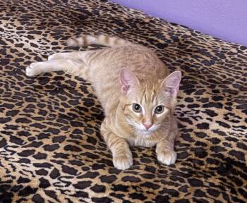 Alex -  Tabby Cat for Adoption in San Antonio, Texas - Alex | PetCurious