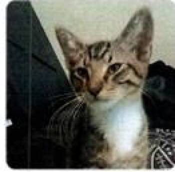 Domestic Short Hair Cats Available for Adoption in Dayton, Minnesota - Jenga | PetCurious