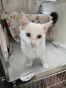Stuart Little -  Domestic Medium Hair and Domestic Short Hair Cat for Adoption in Westland, Michigan - Stuart Little | PetCurious