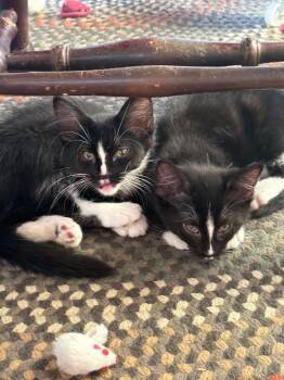 Lucky Skunk -  Domestic Medium Hair Cat for Adoption in Ogden, Utah - Lucky Skunk | PetCurious