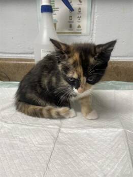 TIRAMISU -  Domestic Medium Hair and Domestic Short Hair Cat for Adoption in Tallahassee, Florida - TIRAMISU | PetCurious