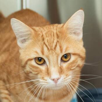 Chief -  Domestic Short Hair Cat for Adoption in Middletown, Rhode Island - Chief | PetCurious