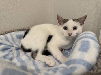 Rescue Tabby and Domestic Short Hair Cats for Adoption in Dallas, Texas - Emberly | PetCurious