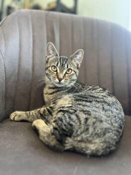 Minerva (Minnie) -  Domestic Short Hair Cat for Adoption in Richmond, Kentucky - Minerva (Minnie) | PetCurious