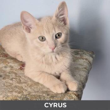 Cyrus -  Domestic Short Hair Cat for Adoption in Toronto, Ontario - Cyrus | PetCurious