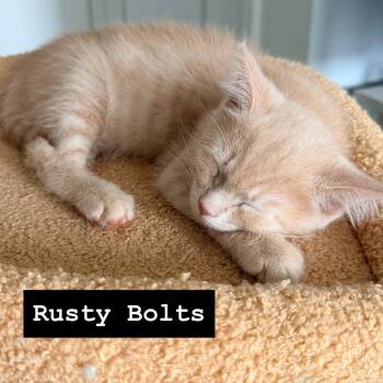 Rustybolts -  Domestic Medium Hair Cat for Adoption in Fredericksburg, Virginia - Rustybolts | PetCurious