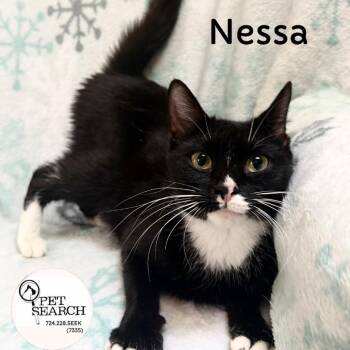 Nessa -  Domestic Short Hair Cat for Adoption in Washington, Pennsylvania - Nessa | PetCurious