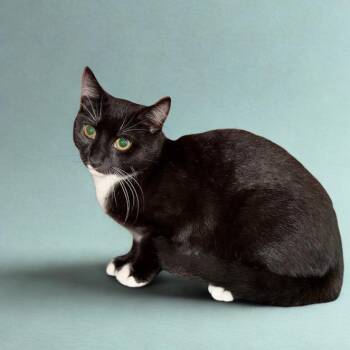 Toji -  American Shorthair Cat for Adoption in La Plata, Maryland - Toji | PetCurious