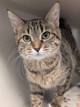 Domestic Short Hair Cats Available for Adoption - Coco Chanel | PetCurious