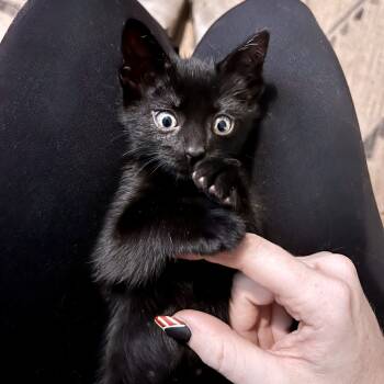 Rescue Domestic Short Hair Cats for Adoption in Austin, Texas - Kandy Kraver 25 | PetCurious