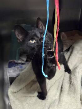 Chamomile -  Domestic Short Hair Cat for Adoption in Westland, Michigan - Chamomile | PetCurious