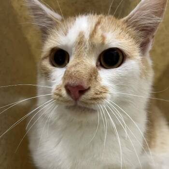 SVAS-Stray-38857 -  Domestic Short Hair Cat for Adoption in Lyndhurst, Virginia - SVAS-Stray-38857 | PetCurious