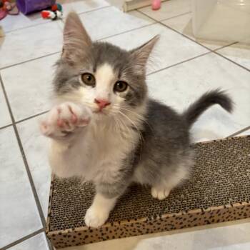 Charlie Brown -  Domestic Medium Hair Cat for Adoption in Las Vegas, Nevada - Charlie Brown | PetCurious