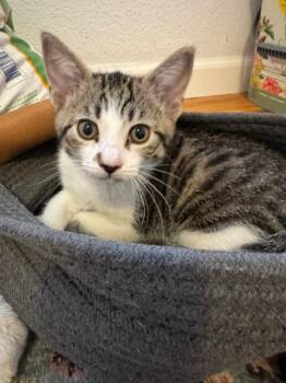 Domestic Short Hair Cats Available for Adoption in Santa Cruz, California - Rachel | PetCurious
