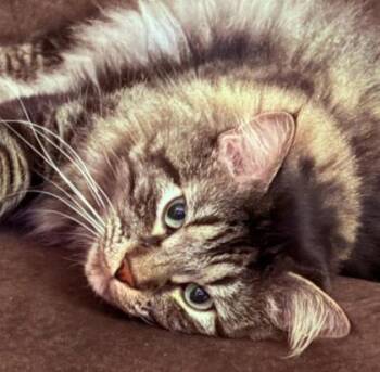 Thor -  Domestic Long Hair and Domestic Short Hair Cat for Adoption in Kansas City, Missouri - Thor | PetCurious