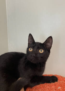 Rescue Domestic Short Hair Cats for Adoption in Picayune, Mississippi - Bones | PetCurious