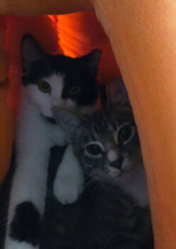 Rescue Domestic Short Hair Cats for Adoption - Destiny | PetCurious