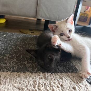 Cleo -  Domestic Short Hair Cat for Adoption in Port Richey, Florida - Cleo | PetCurious