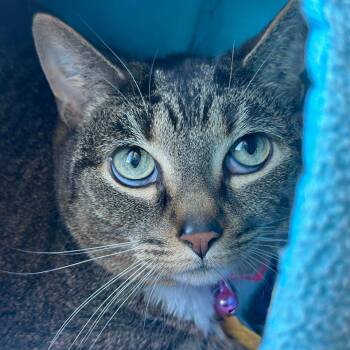 BF1476 Baysil -  Domestic Short Hair Cat for Adoption in Port Washington, New York - BF1476 Baysil | PetCurious