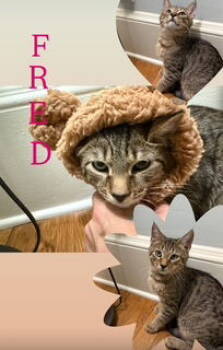 Rescue Domestic Short Hair and Tabby Cats for Adoption in Hazlet, New Jersey - Fred | PetCurious