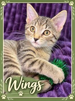 Wings-Kitten 3 of the World Cup Kittens -  Tabby Cat for Adoption in Laurel, Maryland - Wings-Kitten 3 Of The World Cup Kittens | PetCurious
