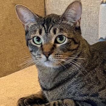 Roo -  Domestic Short Hair Cat for Adoption in San Diego, California - Roo | PetCurious