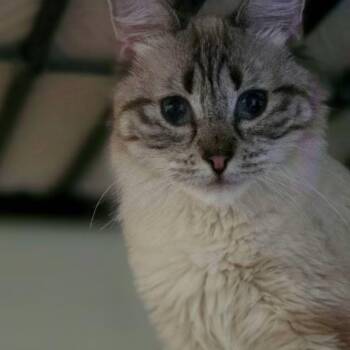 Peliah -  Ragdoll and Tabby Cat for Adoption in Huntington, Massachusetts - Peliah | PetCurious