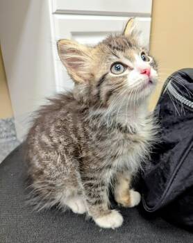 Domestic Short Hair Cats Available for Adoption in Liverpool, New York - Moss | PetCurious