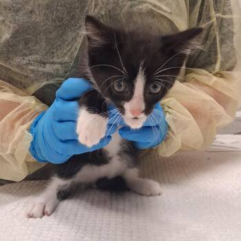 Cider -  Domestic Short Hair Cat for Adoption in Murray, Utah - Cider | PetCurious
