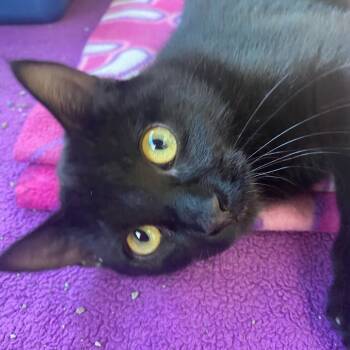 Rescue Domestic Short Hair Cats for Adoption in Riverwoods, Illinois - Inky | PetCurious
