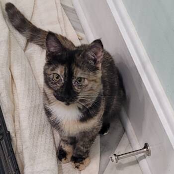 Rescue Domestic Short Hair Cats for Adoption in Coos Bay, Oregon - Marcy | PetCurious