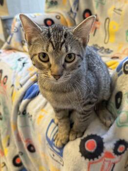 Hashbrown -  Domestic Short Hair Cat for Adoption in Hamburg, New York - Hashbrown | PetCurious