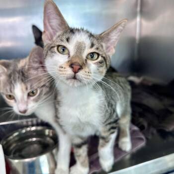 Comet -  Domestic Short Hair Cat for Adoption in Matteson, Illinois - Comet | PetCurious