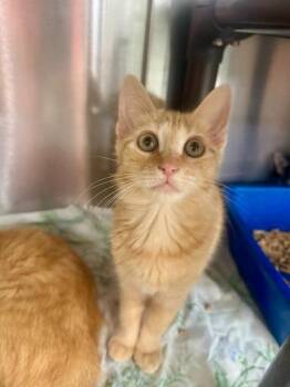 Muffler -  Domestic Short Hair Cat for Adoption in Lunenburg, Massachusetts - Muffler | PetCurious