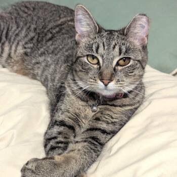 Domestic Short Hair Cats Available for Adoption - Roxy | PetCurious