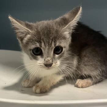 Bogo -  Domestic Short Hair Cat for Adoption in Chattanooga, Tennessee - Bogo | PetCurious