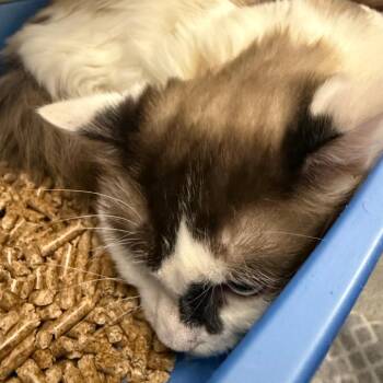 Domestic Long Hair Cats Available for Adoption in Concord, New Hampshire - Coconut | PetCurious