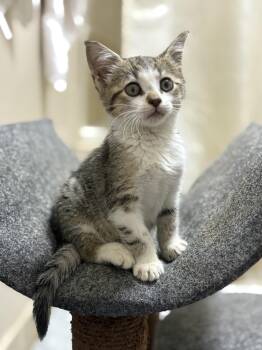Puddles -  Domestic Short Hair Cat for Adoption in Palmetto Bay, Florida - Puddles | PetCurious