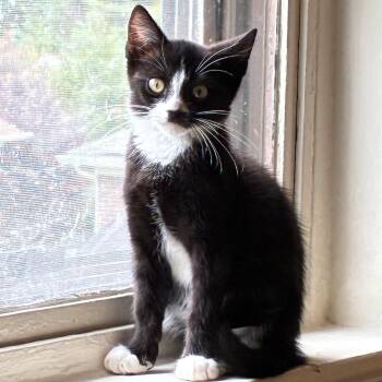 Bertolucci -  Tuxedo and Domestic Short Hair Cat for Adoption in UNIVERSITY PA, Maryland - Bertolucci | PetCurious