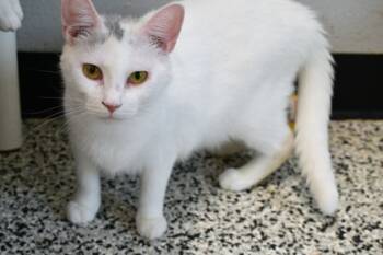 Rescue Domestic Short Hair Cats for Adoption in West Chester, Pennsylvania - Jinny | PetCurious