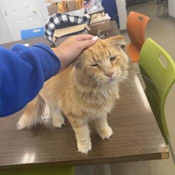 Mr. Orange Buddy Bar -  Domestic Long Hair Cat for Adoption in Buffalo, New York - Mr. Orange Buddy Bar | PetCurious