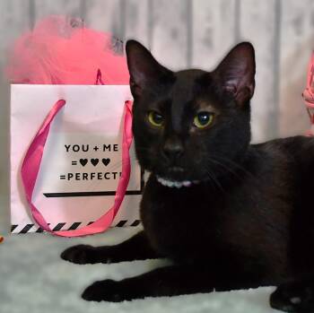 Domestic Short Hair Cats Available for Adoption - Wednesday | PetCurious