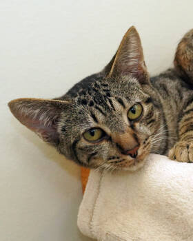 Rescue Domestic Short Hair Cats for Adoption in Novato, California - Bold Boy | PetCurious