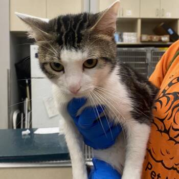 WAGS-Stray-22498 -  Domestic Short Hair Cat for Adoption in Westminster, California - WAGS-Stray-22498 | PetCurious
